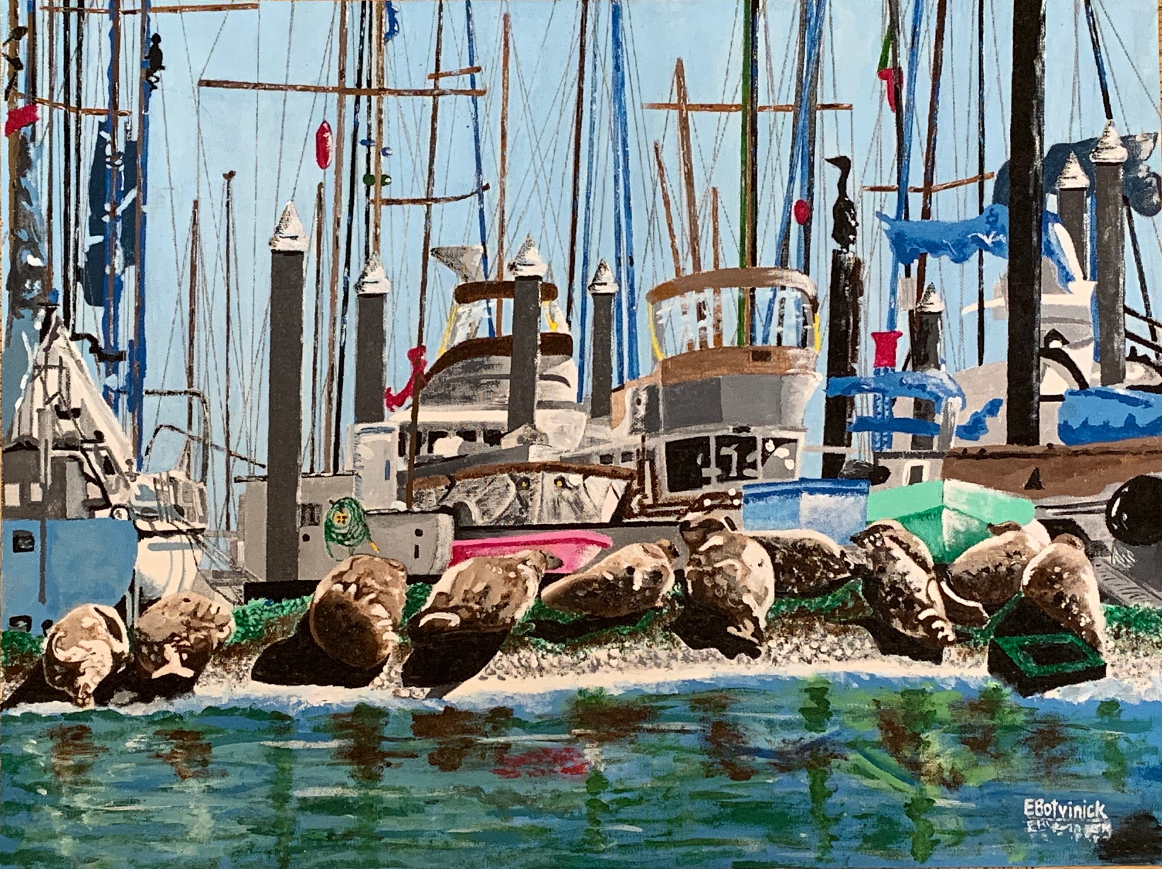 Harbor Seals Richardson Bay